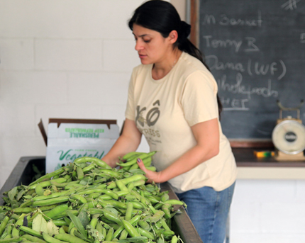 Woman sorting faba pods on indoor counter