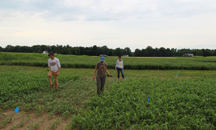 Researchers clean up edges of experimental cowpea plot