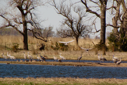 Migrating cranes feed in open wetland