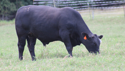 August grazing on Bermuda grass