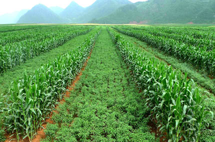 Maize intercropping with chili in China