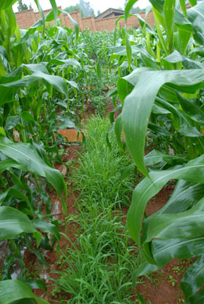 Corn/maize grown with setaria grass in China