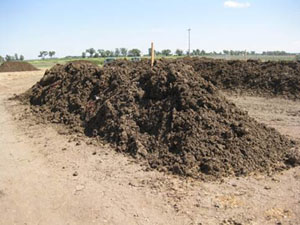 Manure in compost pile