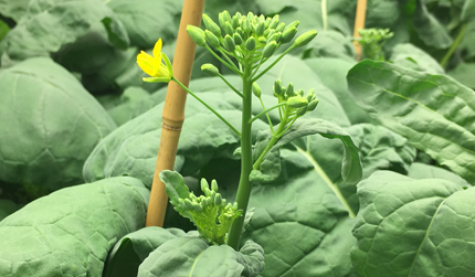 Flowering canola plant