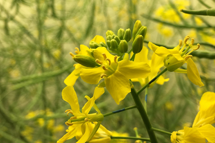 Canola flower in full bloom