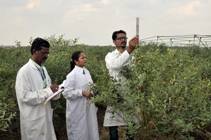 Researchers in pigeonpea field recording data