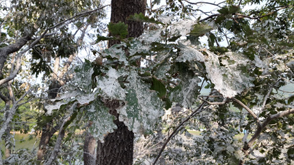 Bird feces cover the island's tree leaves