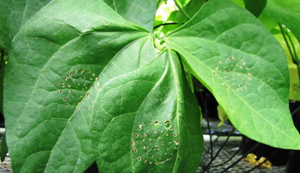 Innoculated bean shows healthy leaf