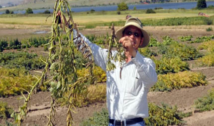 Faba bean plants with different height and pod production