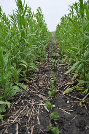 Soybean seedlings between rows of camelina