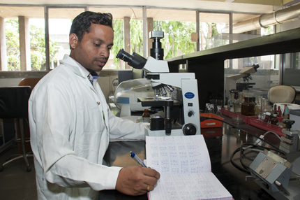 Researcher at microscope recording data on groundnut crosses