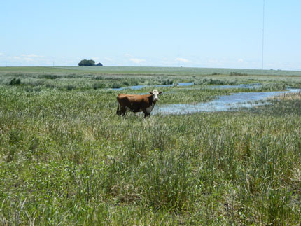 Cow grazing on invasive reed canarygrass in wetland