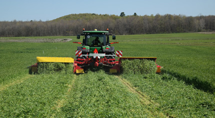 Harvesting triticale in spring