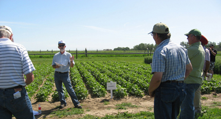 Field day with pulse (bean) crops in Alberta, Canada