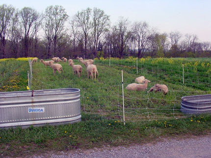 Sheep grazing on grassy legume plot