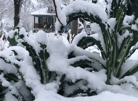 Snow covering garden kale