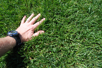 Tall fescue grassy lawn with a hand sunk into the turf