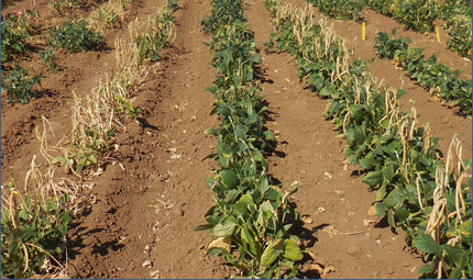 Test field of cowpea varieties in water-scarce conditions