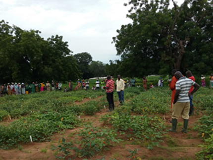 Test field of cowpeas in Ghana with women producers advising