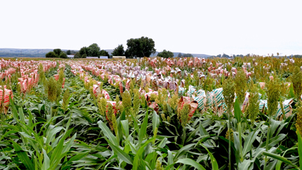 Sorghum field prepped for breeding