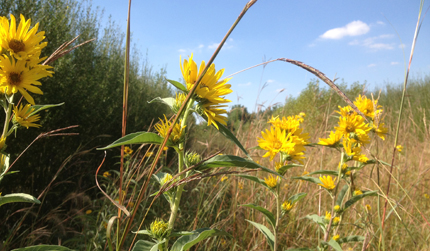 Maximillian's sunflower and big bluestem with willow in alley cropping.