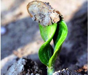 Sprout pushing through soil