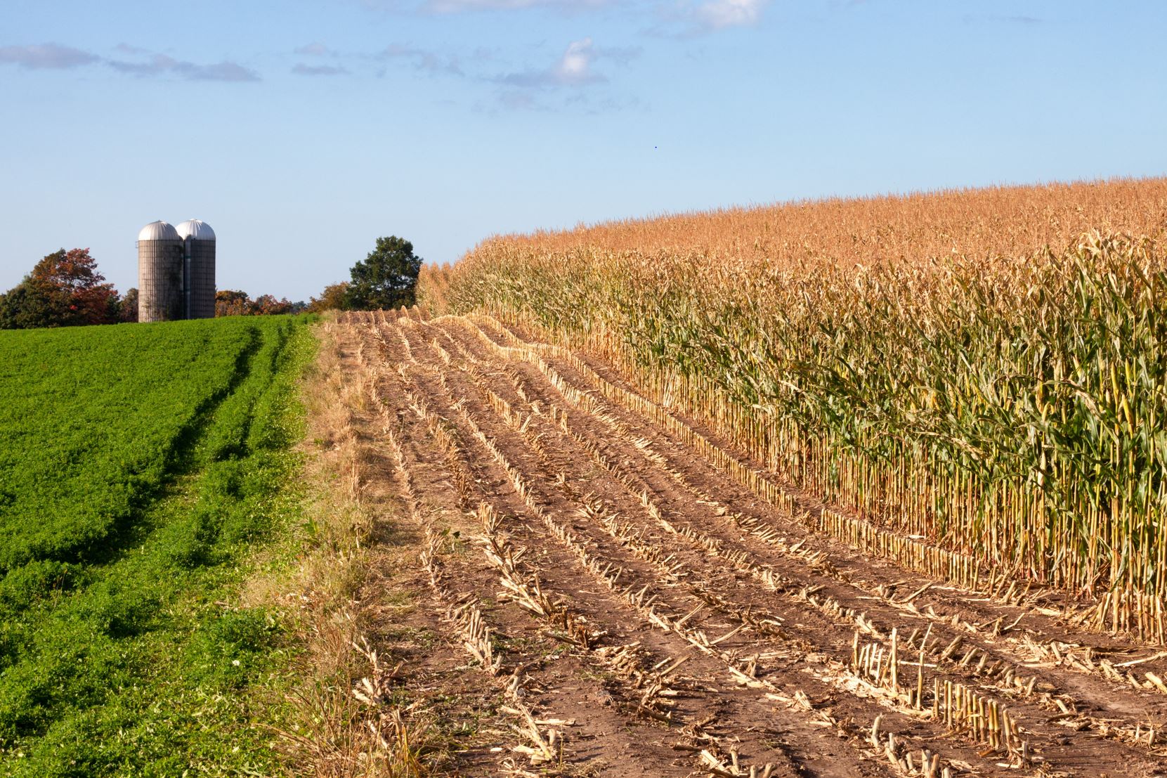 There are numerous benefits to more diverse rotations, but breaking out of the two-crop corn–soybean rotation is not easy. Photo by the University of Nebraska–Lincoln CropWatch and courtesy of Javed Iqbal.