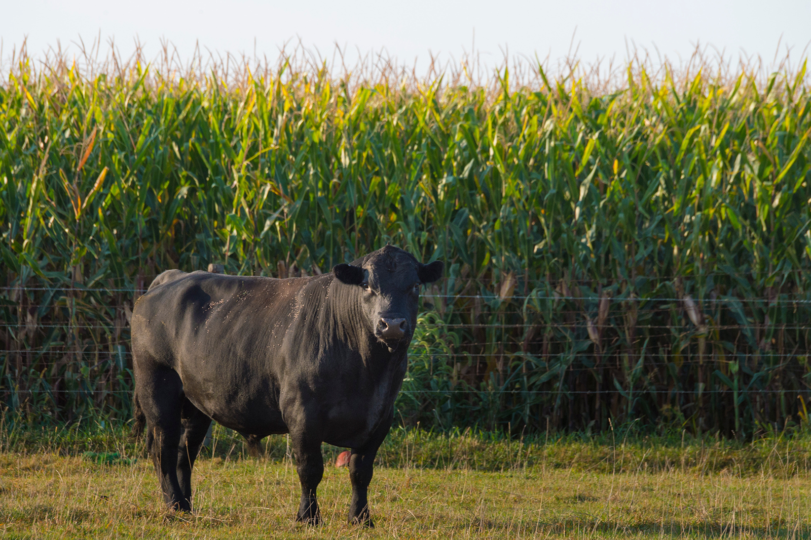 Cattle in corn field