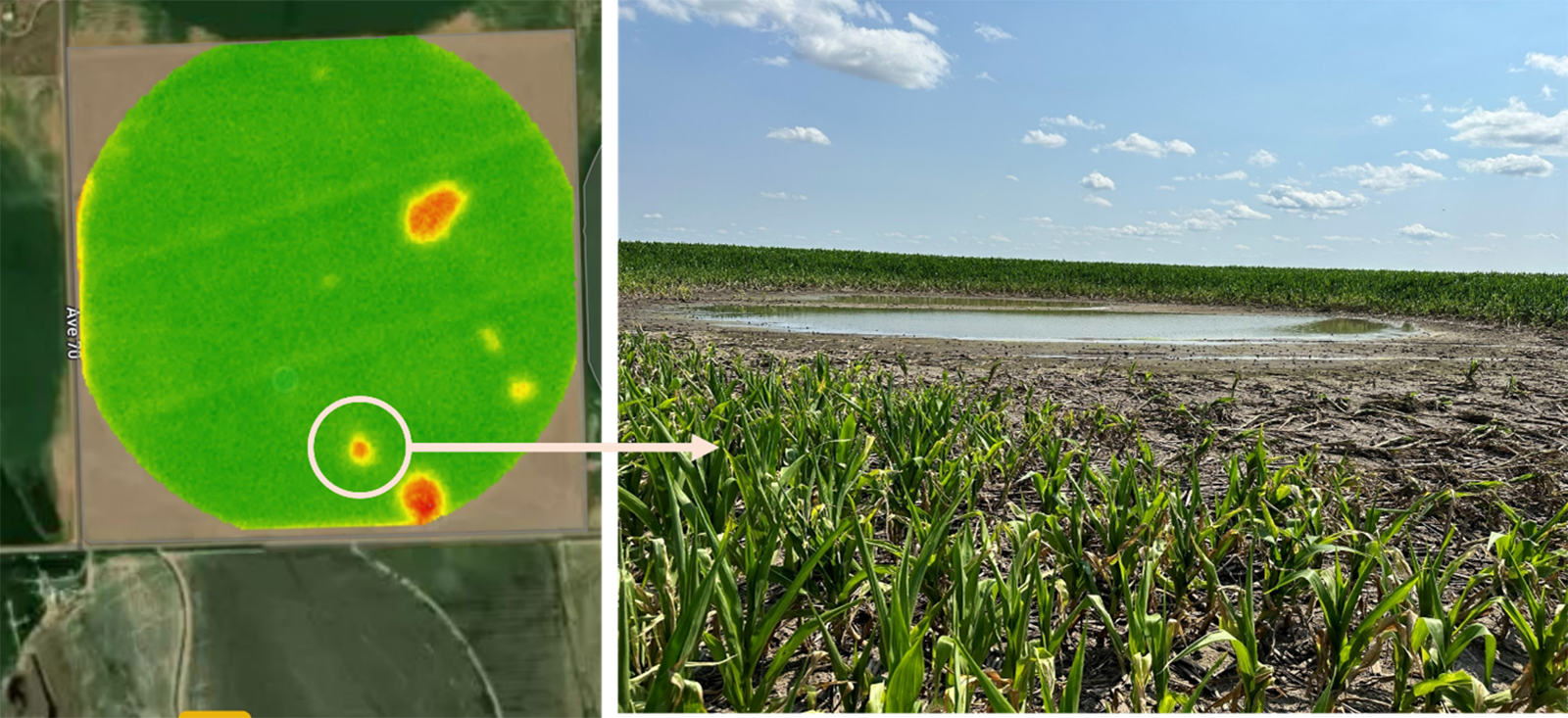 Figure 1. Left: Satellite imagery with a normalized difference red edge (NDRE) layer of a corn field in west-central Nebraska. Right: Photo taken of the actual site during field scouting.