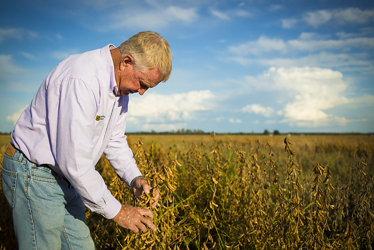 The soybean-breeding program at the University of Missouri Fisher Delta Research, Extension & Education Center is dedicated to developing high-yielding, resilient varieties to support farmers in the U.S. Mid-South. Photo by Kyle Spradley | © 2014 - Curators of the University of Missouri. Published under this license: https://creativecommons.org/licenses/by-nc/2.0/