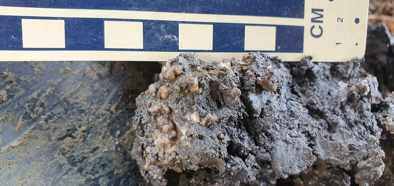 Gypsum crystals in wetland soil