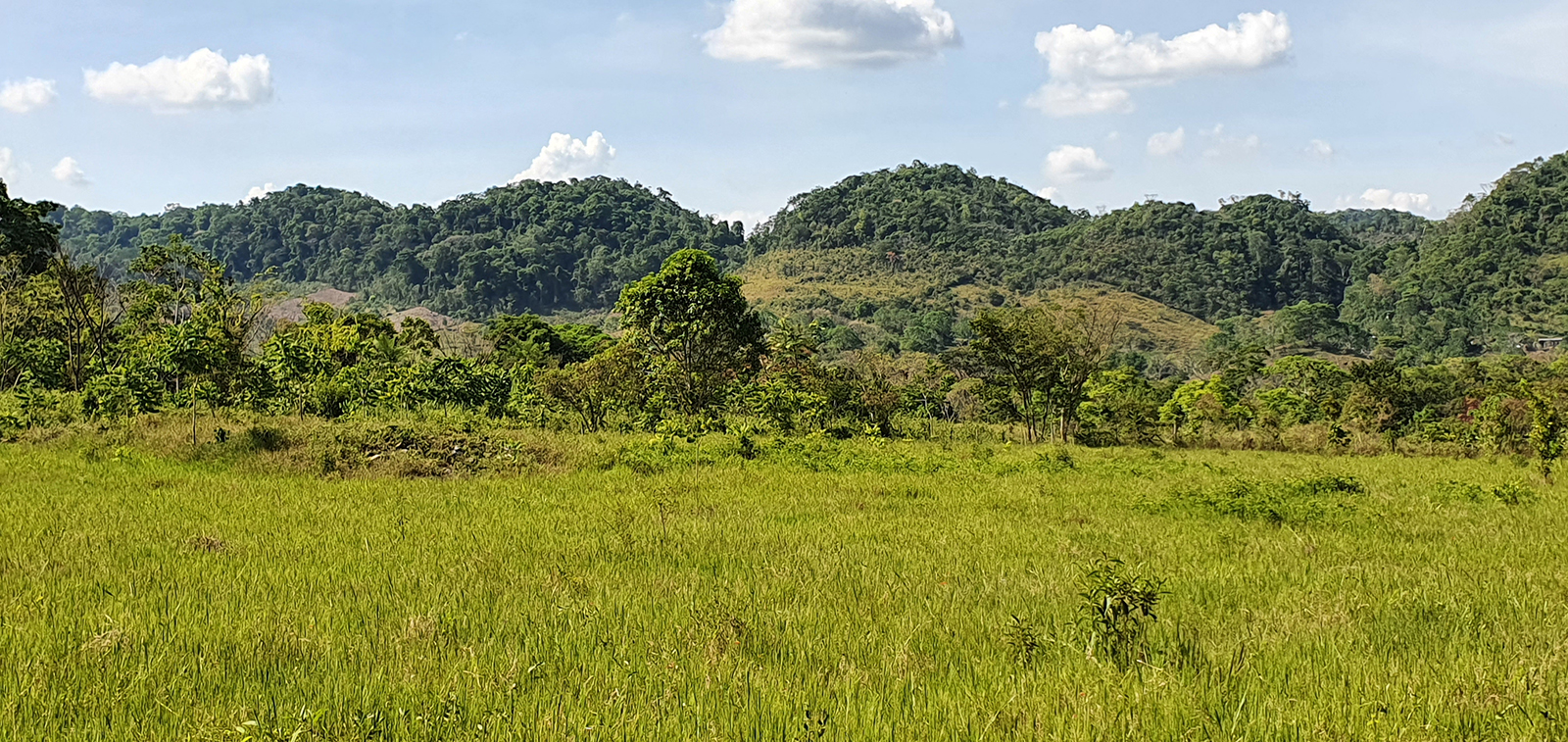 The swampy lowlands near BudsilhÃ¡ 