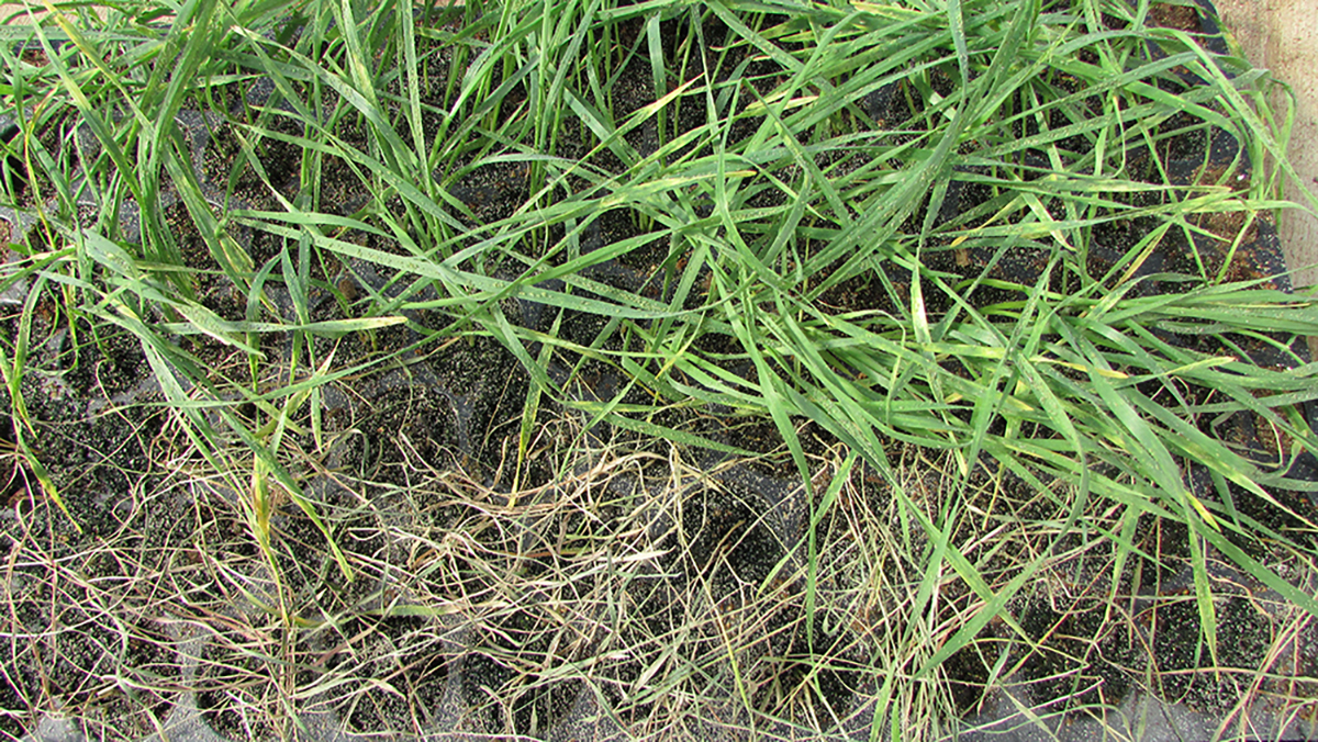 Russian wheat aphid (RWA)-resistant (upper) and RWA-susceptible (lower) wheat lines at four weeks after infestation. Photo courtesy of Xiangyang Xu.