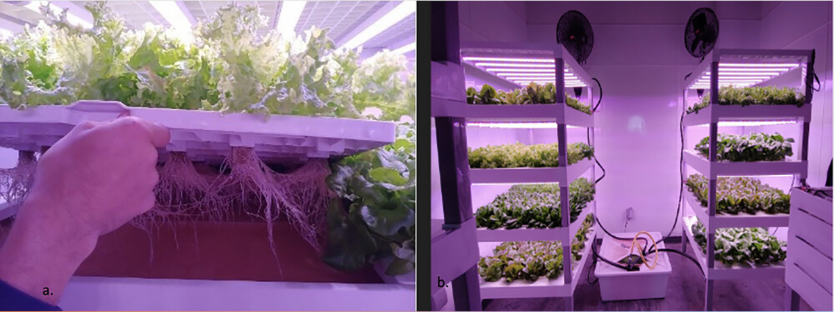 The community greenhouse in Winifred, MT growing lettuce.