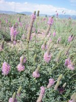 Searls prairie clover