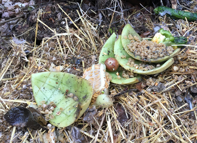 Compost pile with melon rinds, straw, vegetable scraps