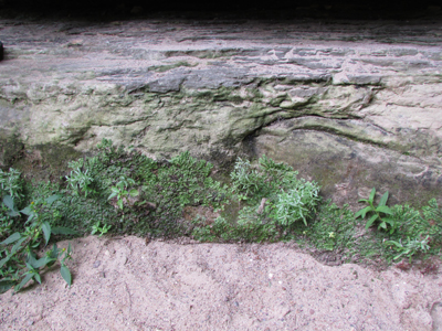 Lichen breaking down rock to soil