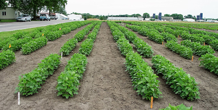 Soybean research plot in Urbana, IL