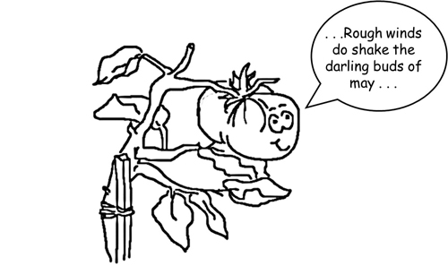 Cartoon of tomato quoting darling bud Shakespeare sonnet