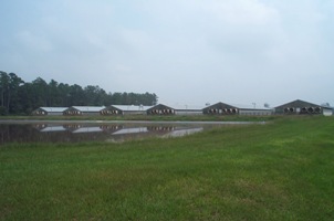 Swine houses and lagoon