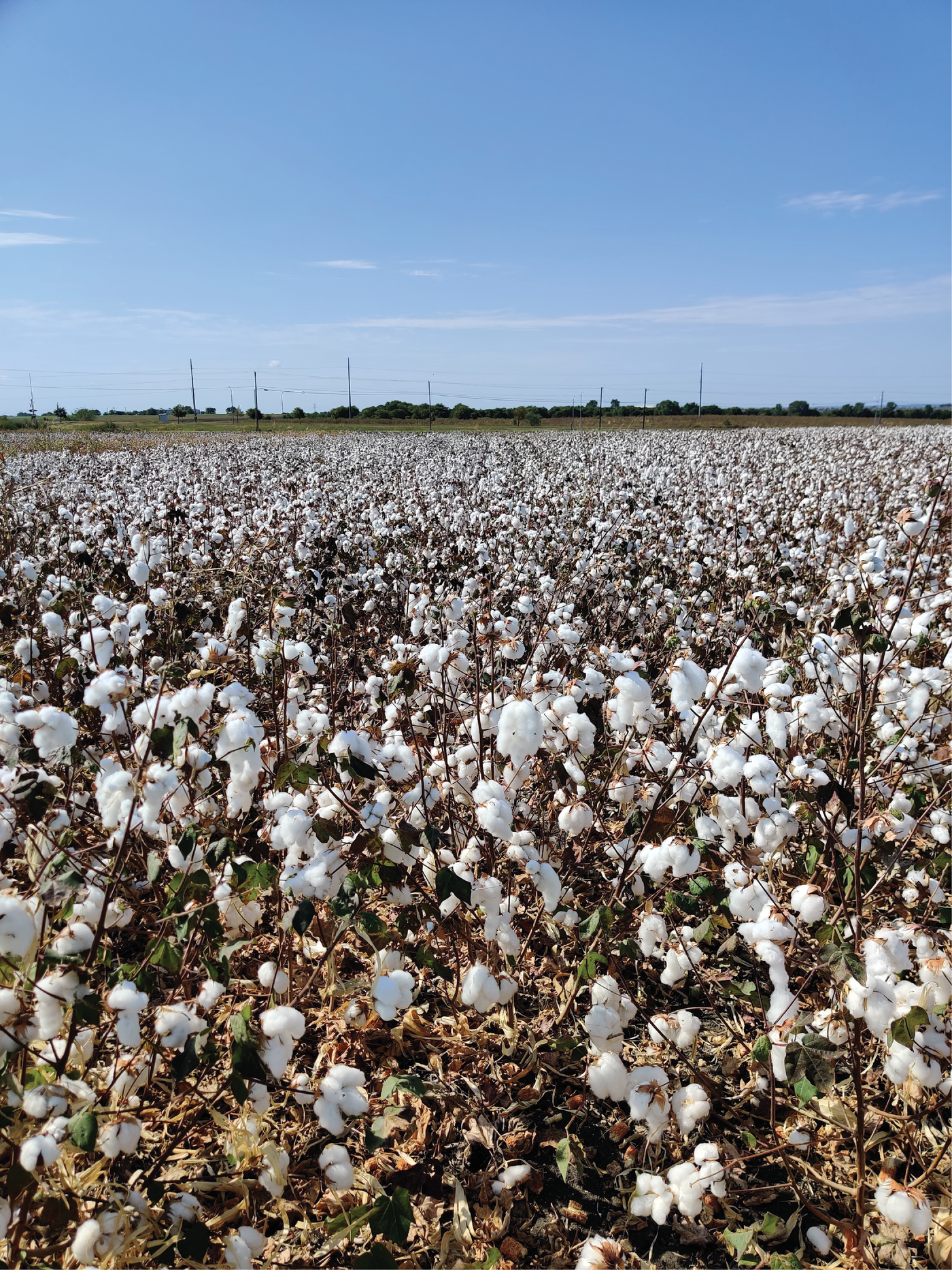 Regenerative Practices Show Promise in Dryland Cotton Systems