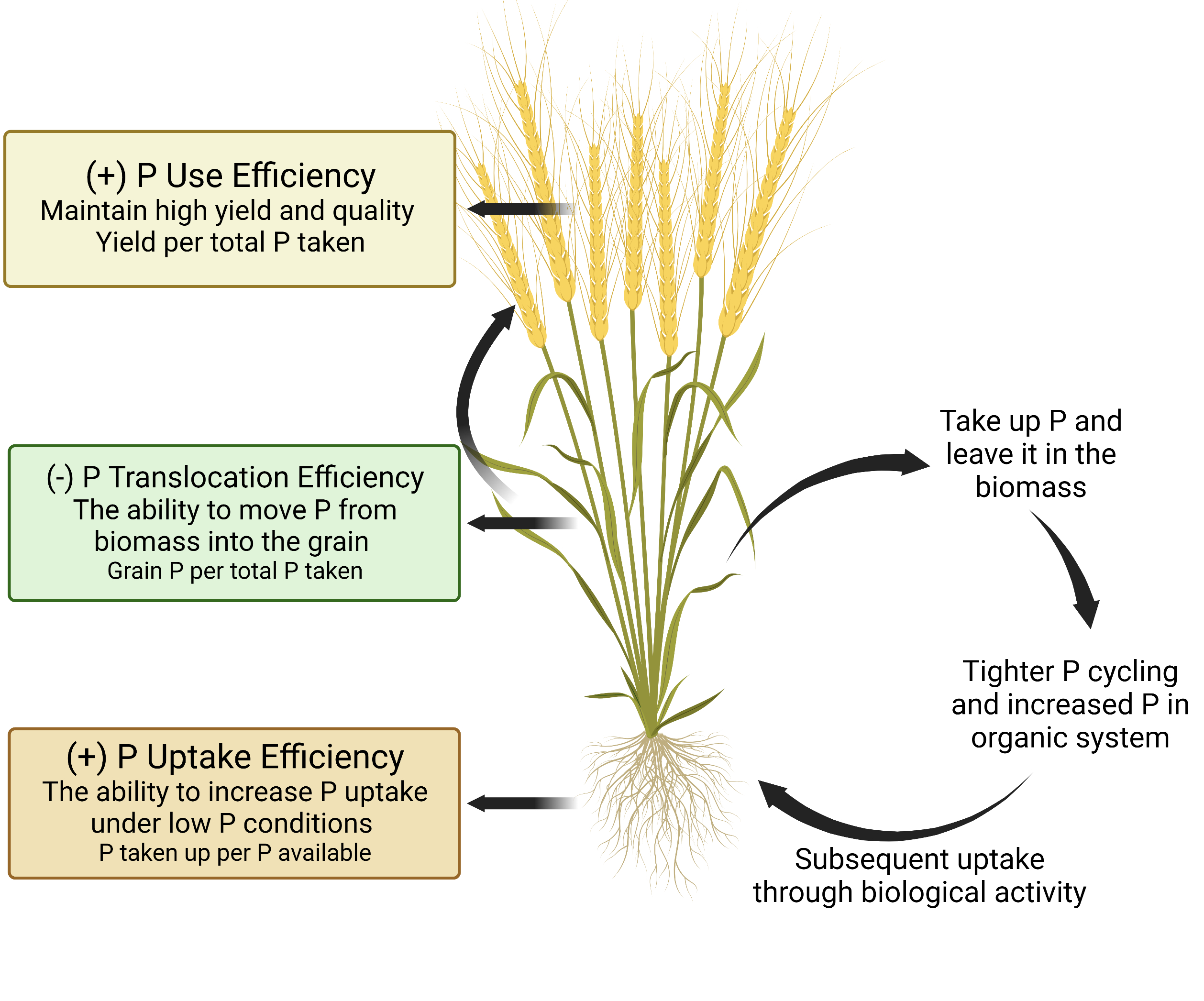 Figure 1. A visual model of the “organic ideotype” of wheat for low-phosphorus organic cropping systems. This figure was created with BioRender.