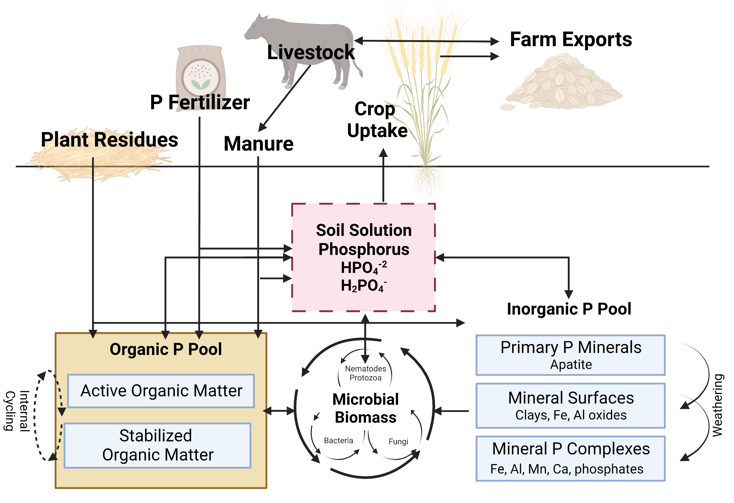 Figure 2. A simplified illustration of the phosphorus cycle in agroecosystems. See text for full discussion of cycling processes. P, phosphorus; Fe, iron; Al, aluminum; Mn, manganese; Ca, calcium. Adapted from Kovar & Claasen (2005). This figure was created with BioRender.