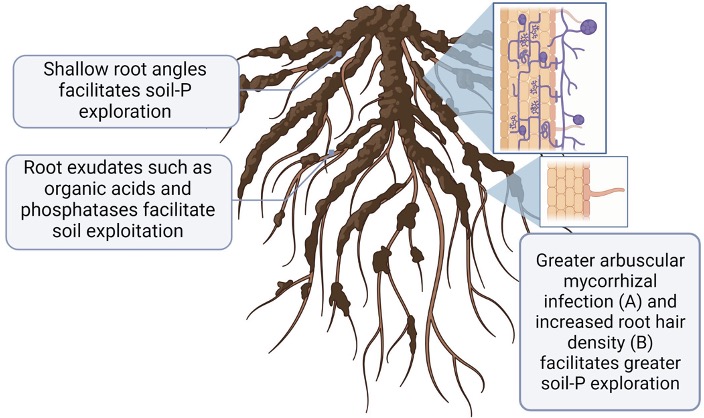 Figure 3. A schematic representation of root characteristics associated with greater P uptake adaptations to soil P availability. This figure was created with Biorender.