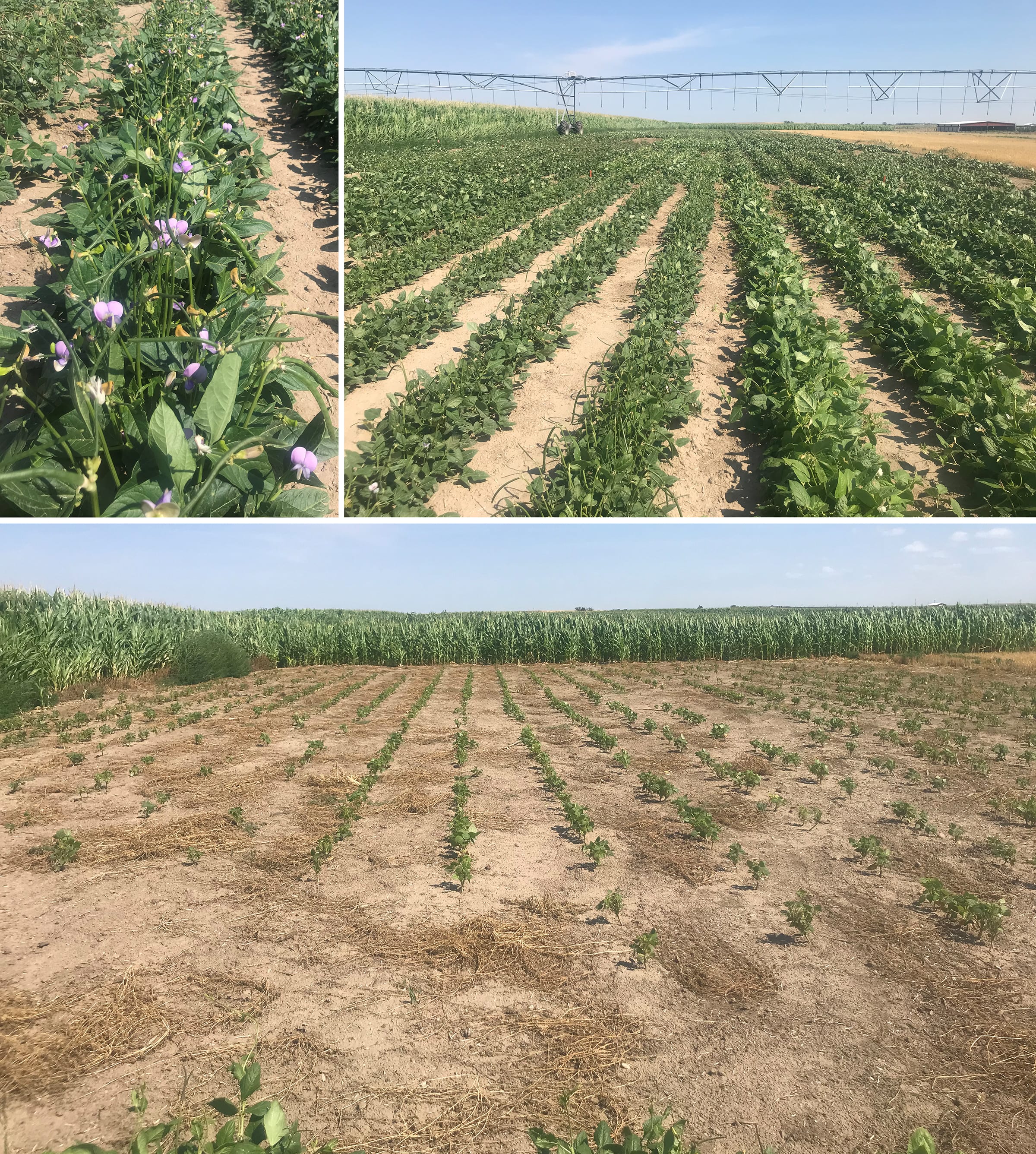 Figure 1. Cowpea (top) and pinto beans (bottom) growing in Akron on Aug. 3, 2020. Photos by María Muñoz-Amatriaín.