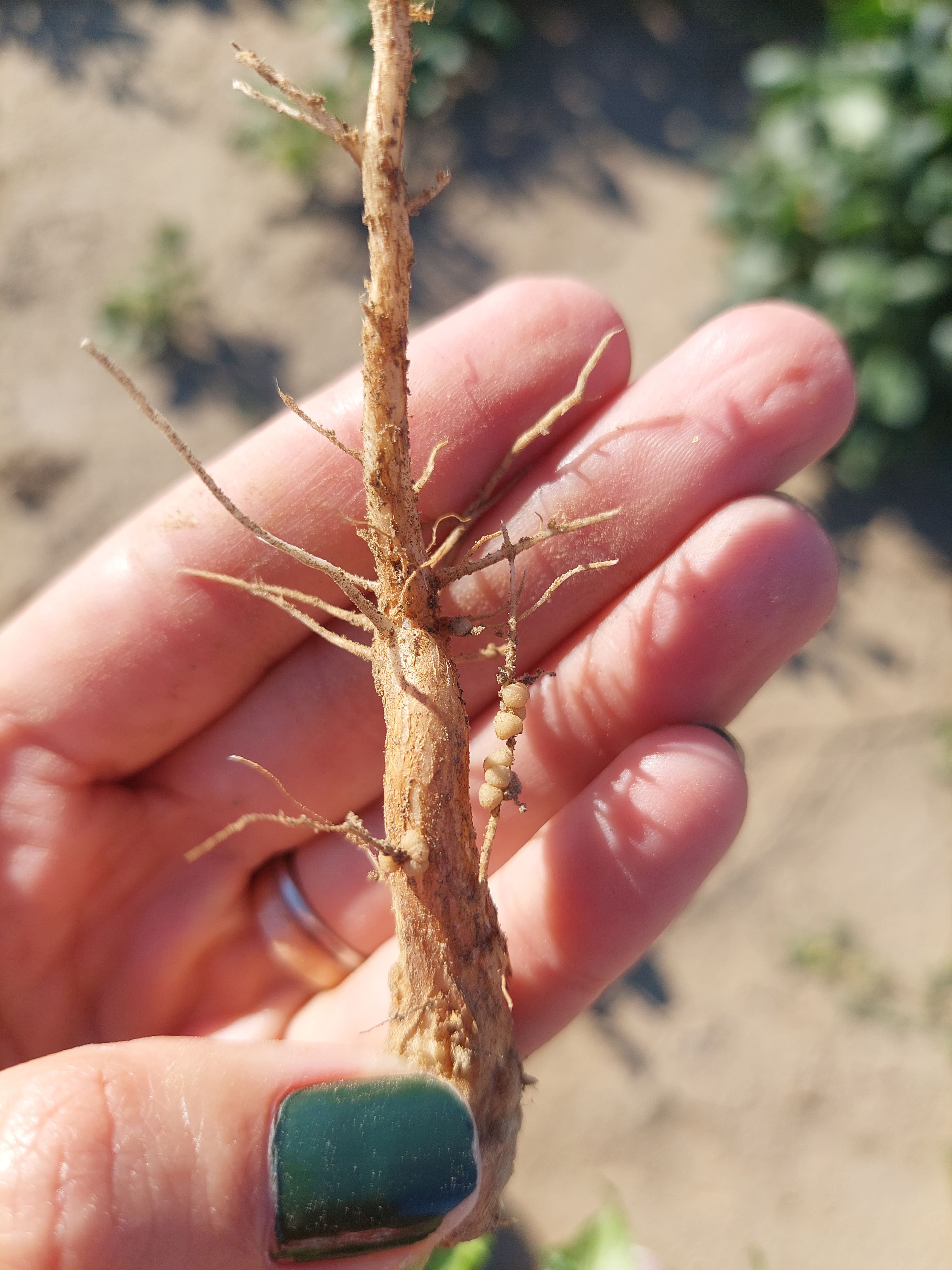 Black-eyed pea root. Photo by Sally Jones-Diamond.