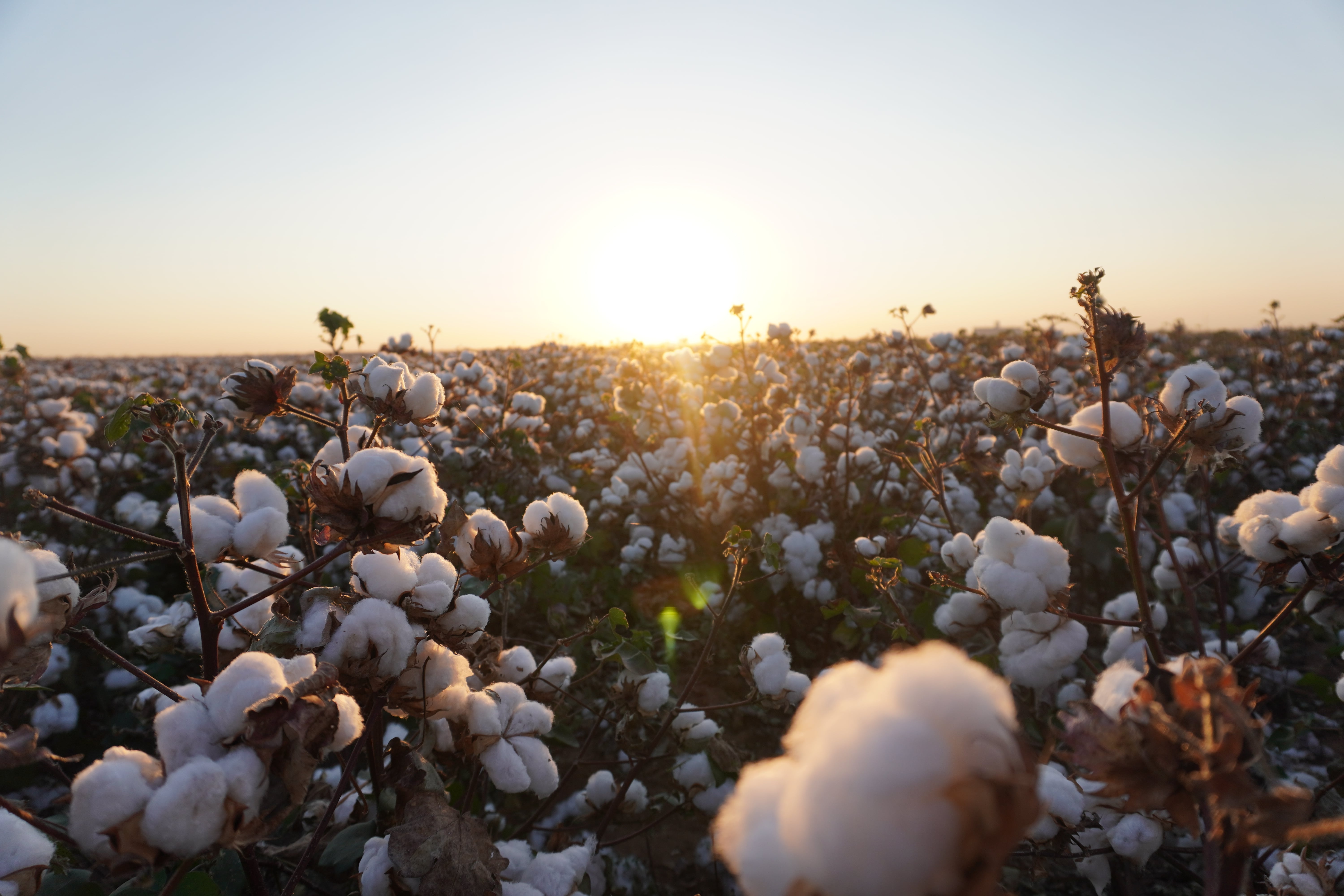  A cotton trial in Hale County, TX. Photo by Brooke Shumate.