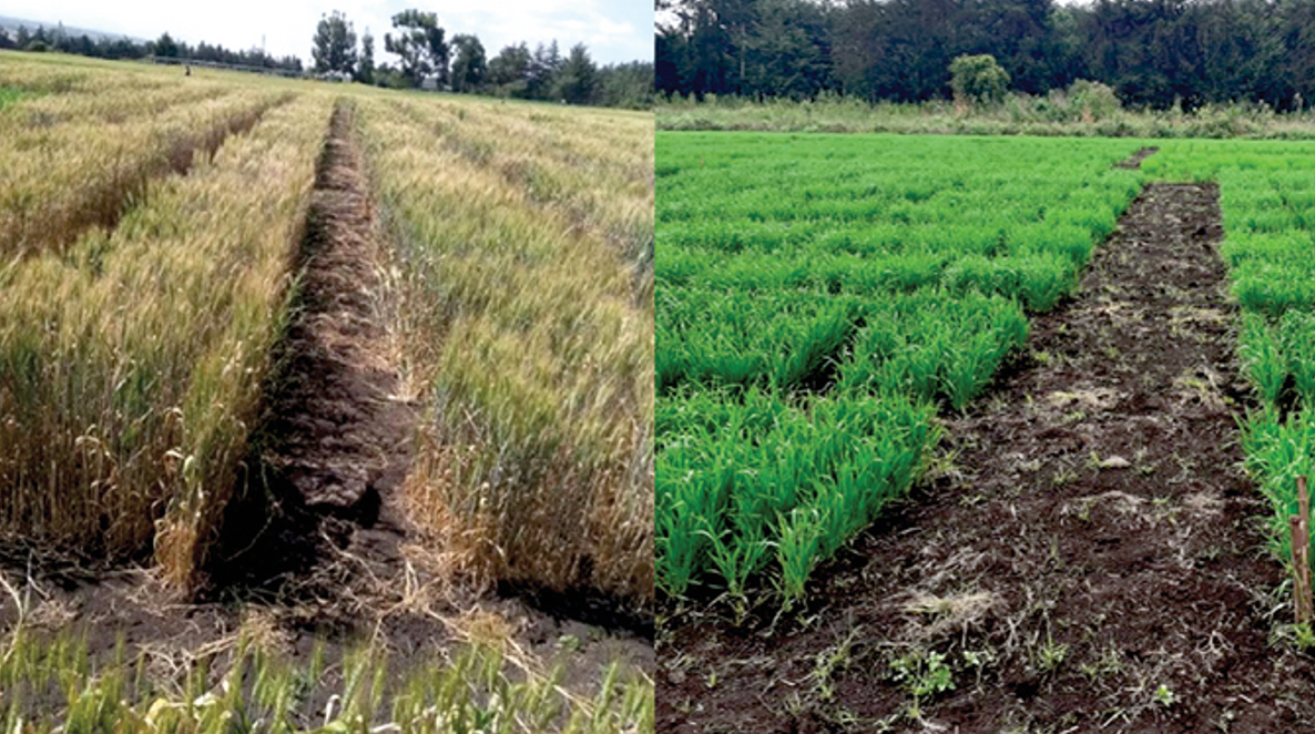 Demonstration of field experiment activities (selection of yellow rust resistant genotypes) in Bale, Ethiopia. Photos by Mohamedamin Abdurazake, Haramaya University.