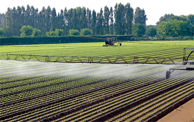 Scientists are exploring how excessive salt and heavy metals brought into the soil by irrigating with wastewater can damage crops and also how to remove and how to remove the heavy metals that enter soils. Photo courtesy of Adobe Stock/ChiccoDodiFC.