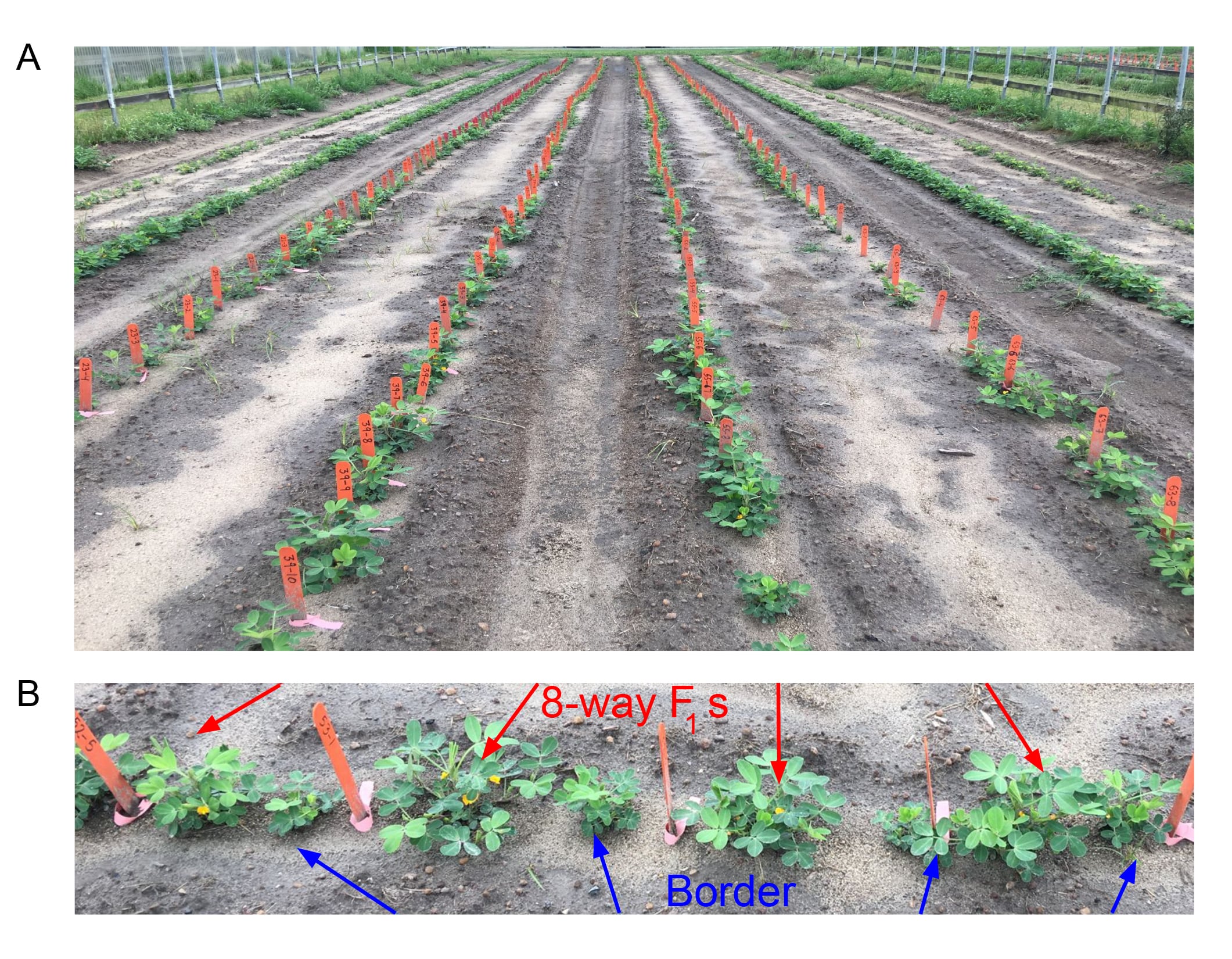 Development of a multiparent advanced generation inter-cross population of peanut (PeanutMAGIC). Advancing an eight-way F1 hybrid to produce F2 seeds (A). The F1 seeds individually planted with an alternating border of Georgia-06G, a popular commercial variety (B).